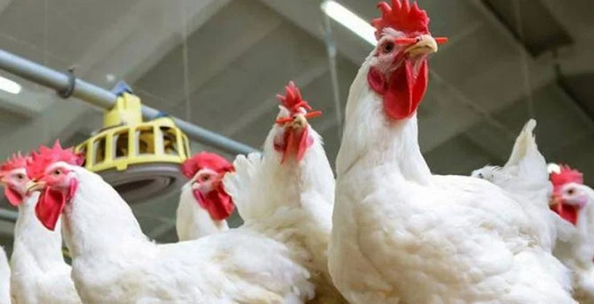 هل تجوز الأضحية بالطيور؟