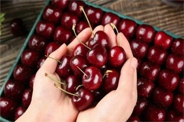  الكرز الداكن تحت المجهر.. مركبات طبيعية تبطئ انتشار سرطان الثدي لدى الفئران 