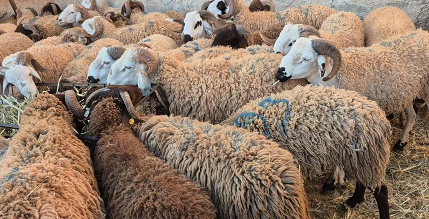 هل يجوز التصدق بثمن الأضحية بدلا من النحر والتوزيع؟ الإفتاء تجيب